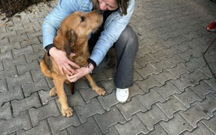 Freundliche und soziale Tosca sucht Familienanschluss