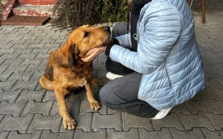 Freundliche und soziale Tosca sucht Familienanschluss