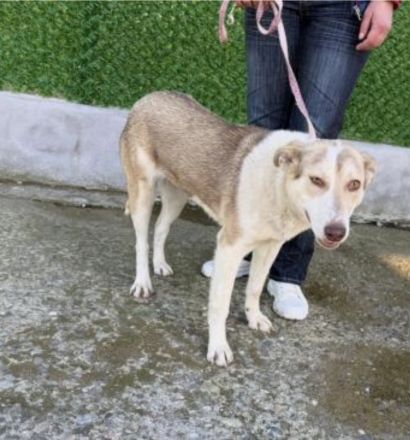 Sunny sucht ihre Menschen