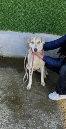 Sunny sucht ihre Menschen