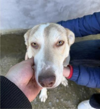 Sunny sucht ihre Menschen