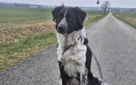 Picolino sucht aktive Menschen