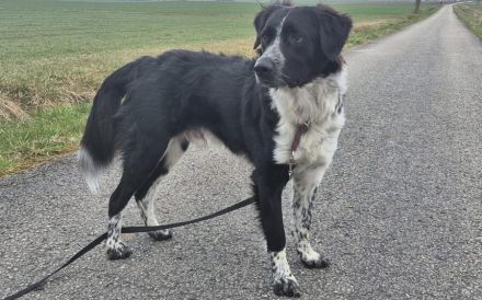 Picolino sucht aktive Menschen