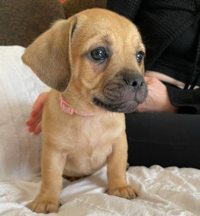 Rasselbande suchen liebevolles Zuhause