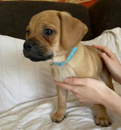 Rasselbande suchen liebevolles Zuhause