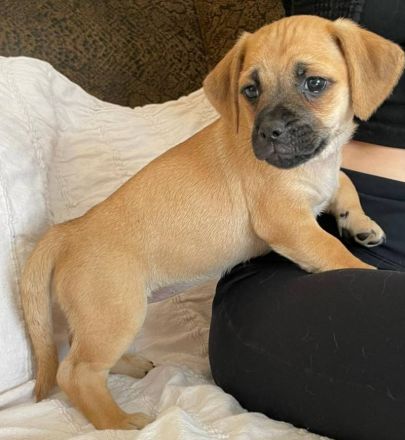 Rasselbande suchen liebevolles Zuhause