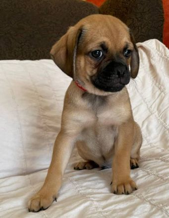 Rasselbande suchen liebevolles Zuhause