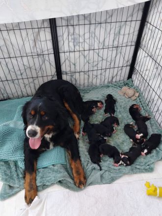 Berna Sennen Welpen - Hobbyzucht