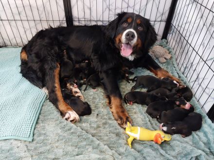 Berna Sennen Welpen - Hobbyzucht