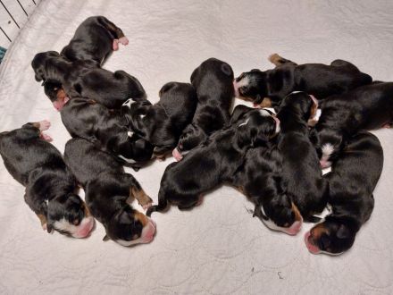 Berna Sennen Welpen - Hobbyzucht