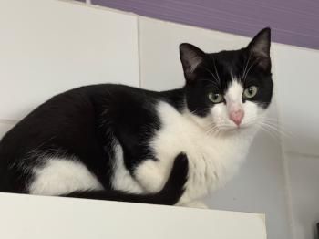 Max, Buddy und Snowball