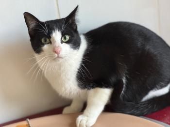 Max, Buddy und Snowball