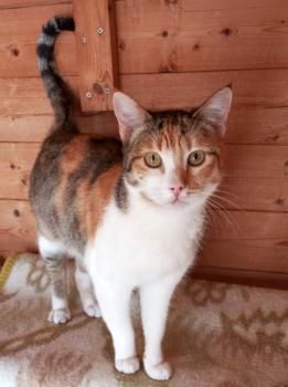 Estrella, FelV positiv