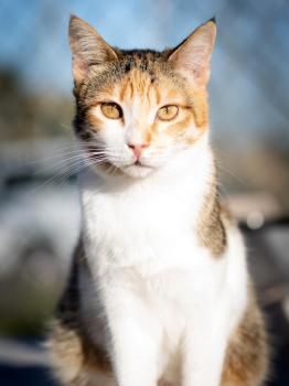 Estrella, FelV positiv