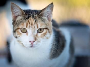 Estrella, FelV positiv