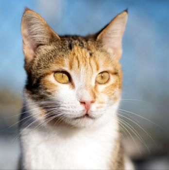 Estrella, FelV positiv