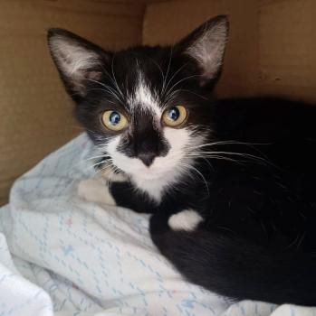 Clara, FIV und FelV positiv