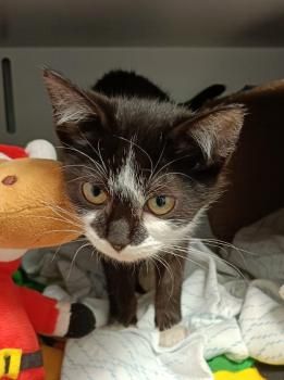 Clara, FIV und FelV positiv