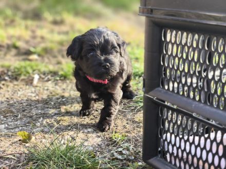 Drei zuckersüße Havaneser-Maltipoo-Welpen suchen ein liebevolles Zuhause