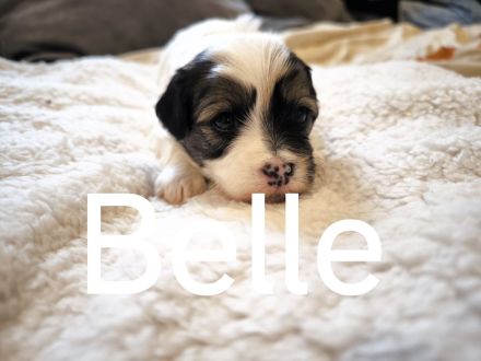 Drei zuckersüße Havaneser-Maltipoo-Welpen suchen ein liebevolles Zuhause