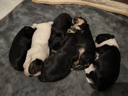 Drei zuckersüße Havaneser-Maltipoo-Welpen suchen ein liebevolles Zuhause