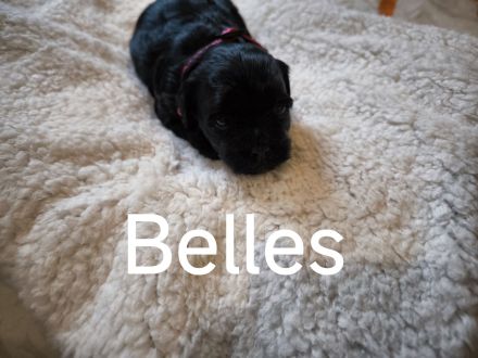 Drei zuckersüße Havaneser-Maltipoo-Welpen suchen ein liebevolles Zuhause