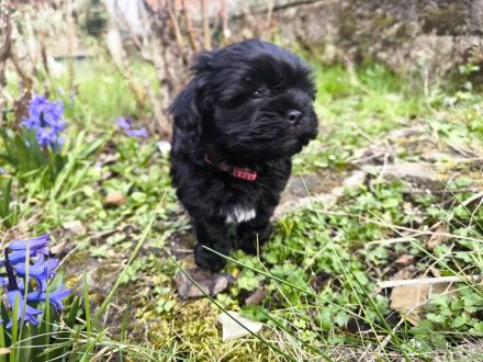Meine kleine Belles ( Havaneser-Maltipoo-Welpe ) sucht ein liebevolles Zuhause