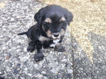 Drei zuckersüße Havaneser-Maltipoo-Welpen suchen ein liebevolles Zuhause