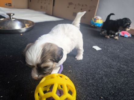 Drei zuckersüße Havaneser-Maltipoo-Welpen suchen ein liebevolles Zuhause