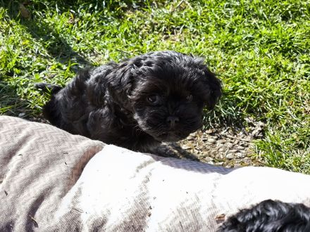 Meine kleine Belles ( Havaneser-Maltipoo-Welpe ) sucht ein liebevolles Zuhause