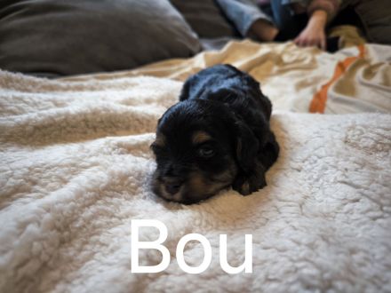 Drei zuckersüße Havaneser-Maltipoo-Welpen suchen ein liebevolles Zuhause