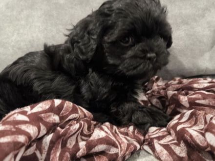 Meine kleine Belles ( Havaneser-Maltipoo-Welpe ) sucht ein liebevolles Zuhause