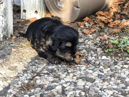 Drei zuckersüße Havaneser-Maltipoo-Welpen suchen ein liebevolles Zuhause