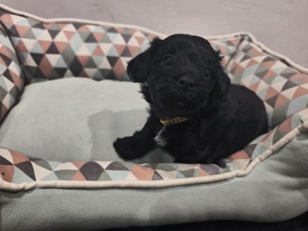 Drei zuckersüße Havaneser-Maltipoo-Welpen suchen ein liebevolles Zuhause