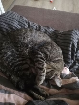 Ragdoll-Mix, Kater 20 Monate jung