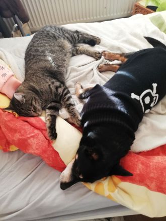 Ragdoll-Mix, Kater 20 Monate jung