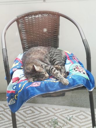 Ragdoll-Mix, Kater 20 Monate jung