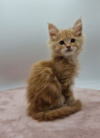 Maine Coon Kitten