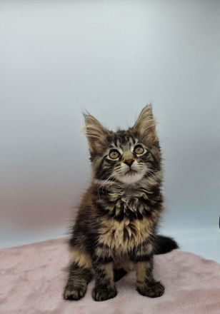 Maine Coon Kitten