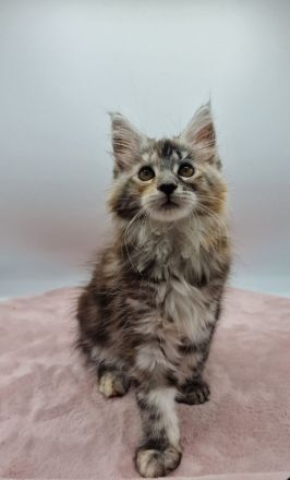 Maine Coon Kitten