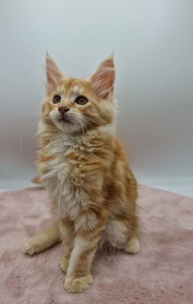 Maine Coon Kitten