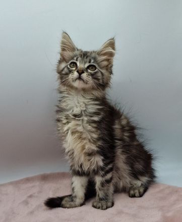 Maine Coon Kitten