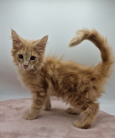 Maine Coon Kitten
