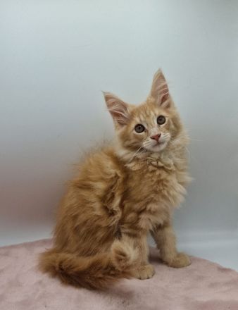 Maine Coon Kitten