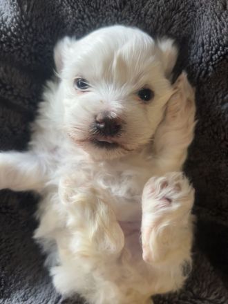 Süßer Malti Rüde sucht seine Familie