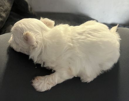 Süßer Malti Rüde sucht seine Familie