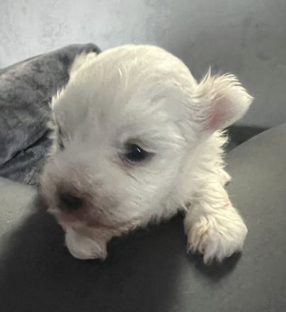 Süßer Malti Rüde sucht seine Familie