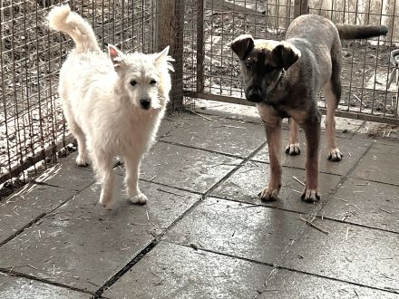 Flocke sucht ein ruhiges Zuhause