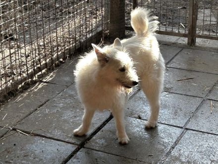 Flocke sucht ein ruhiges Zuhause