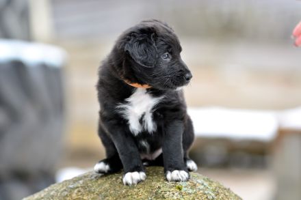 Border Collie Welpen